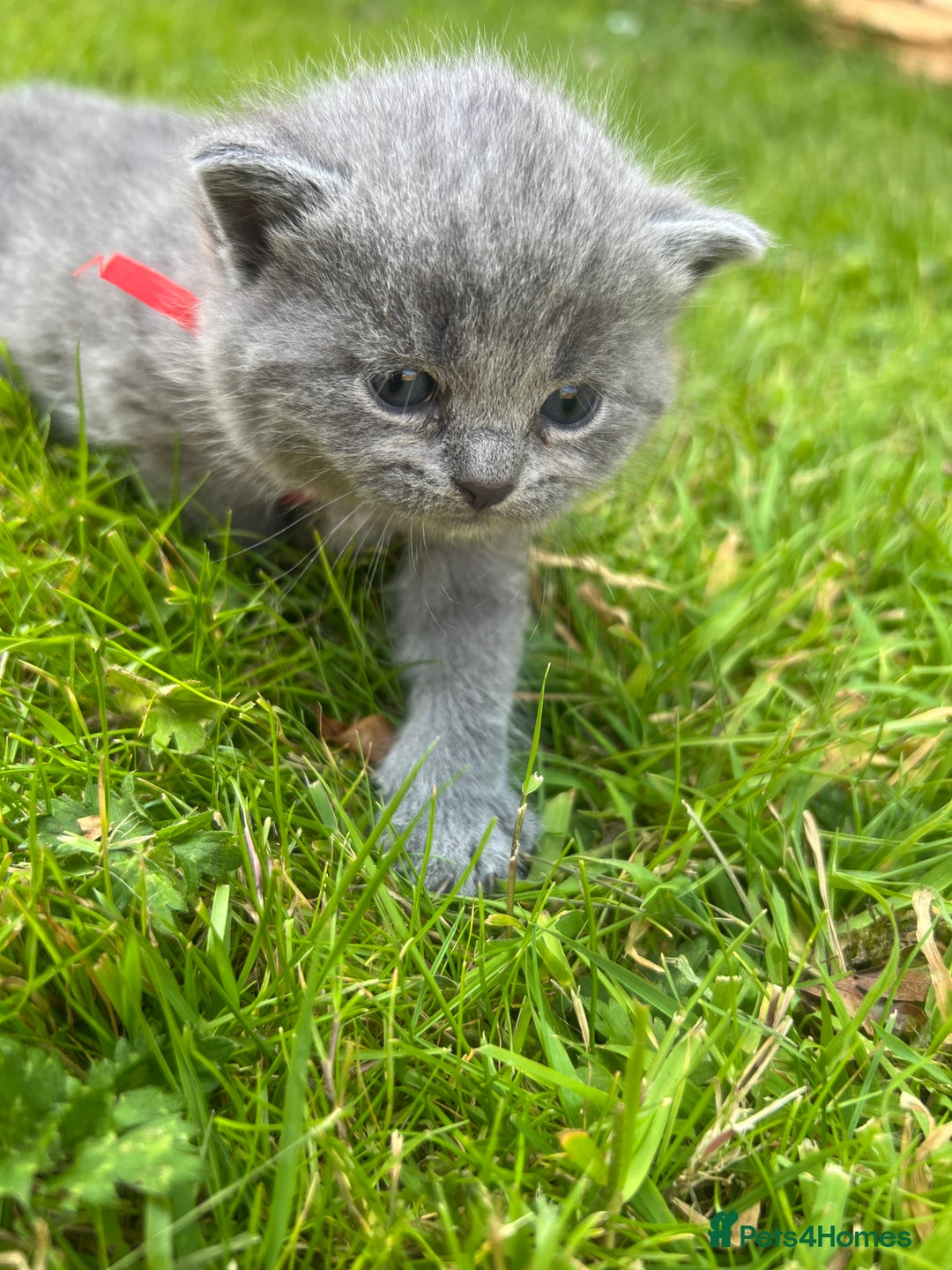 British Shorthair cats for sale: Blue British shorthair  - Image 13