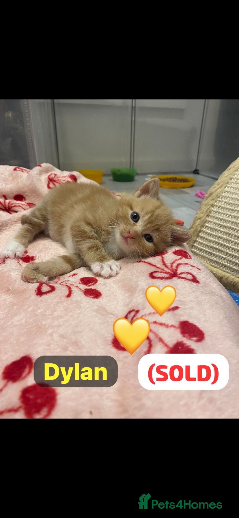 Mixed Breed cats All kittens now sold….🩵🩷 - Advert 2