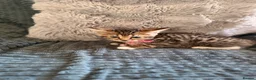 Bengal cats for sale: Bengal mix kittens  in Prestatyn - Advert 2