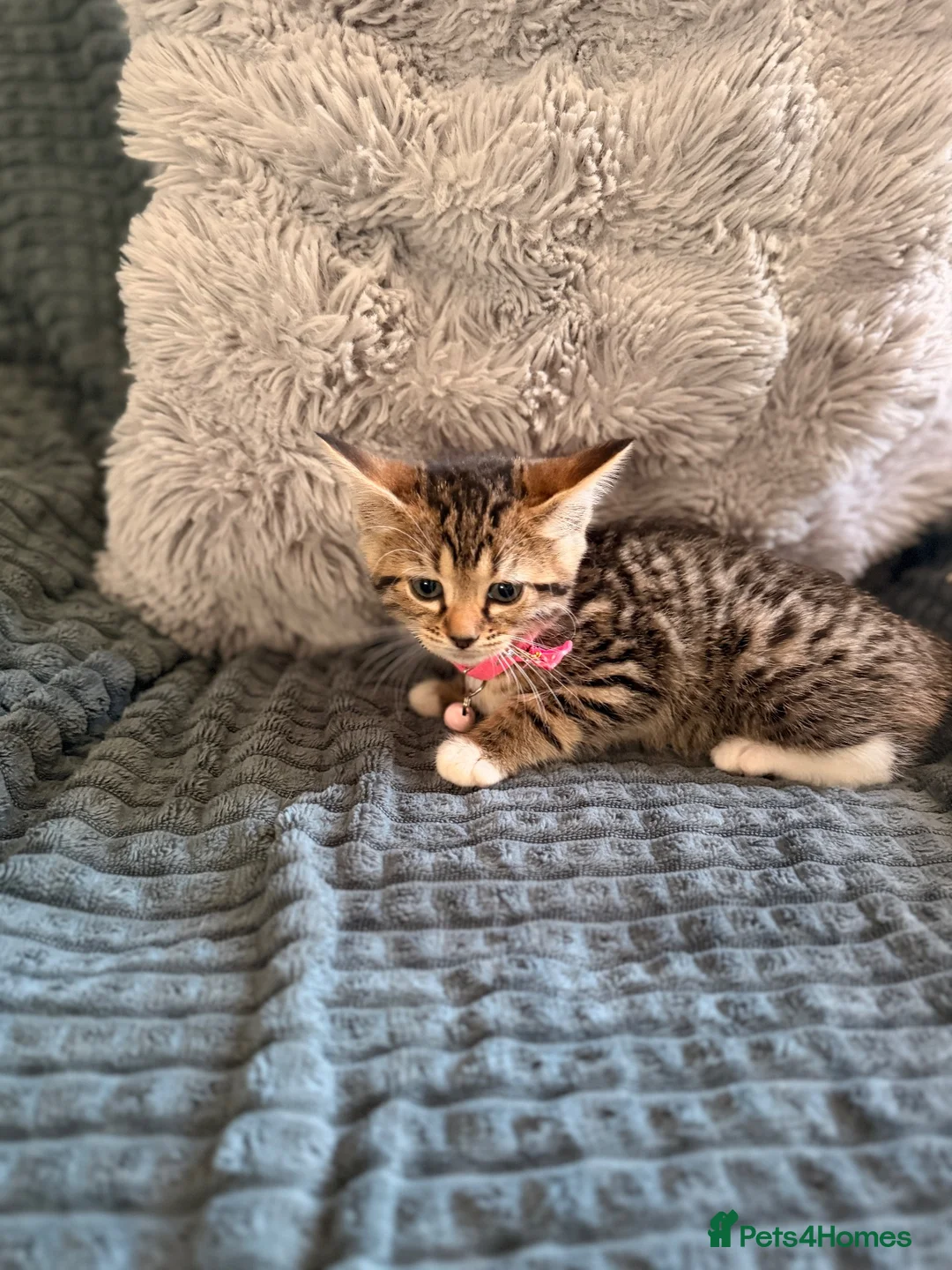 Bengal cats for sale: Bengal mix kittens  in Prestatyn - Advert 2