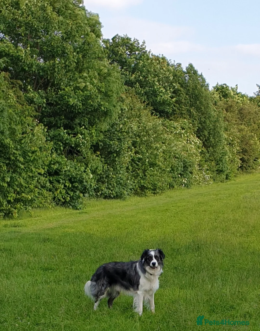 Border Collie dogs for stud: *proven* health tested working merle border collie in Leeds - Advert 29