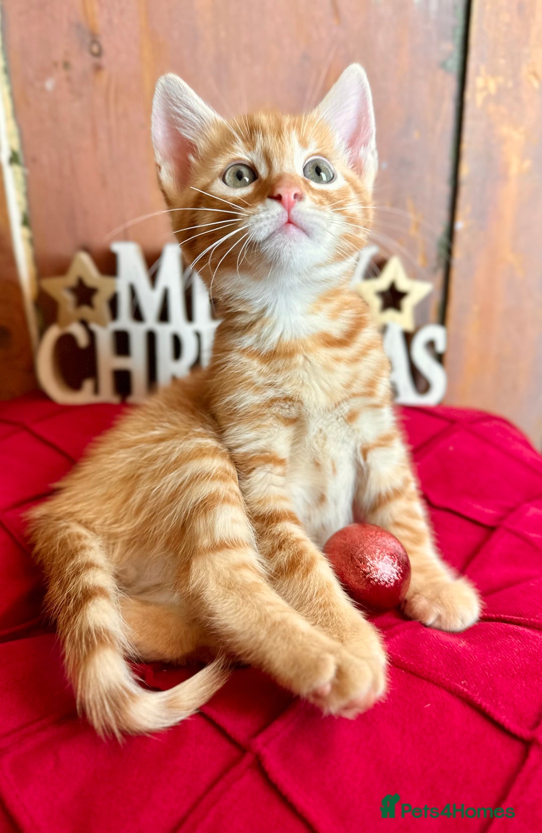 Mixed Breed cats for sale: Kittens from 1/2 Siamese Mum - Advert 36