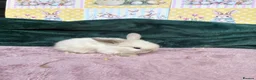 Mini Lop rabbits for sale: MINI LOPS🌸💙 - Advert 4