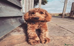 Mini Goldendoodle dogs for sale: Miniature Golden Doodles - Image 15