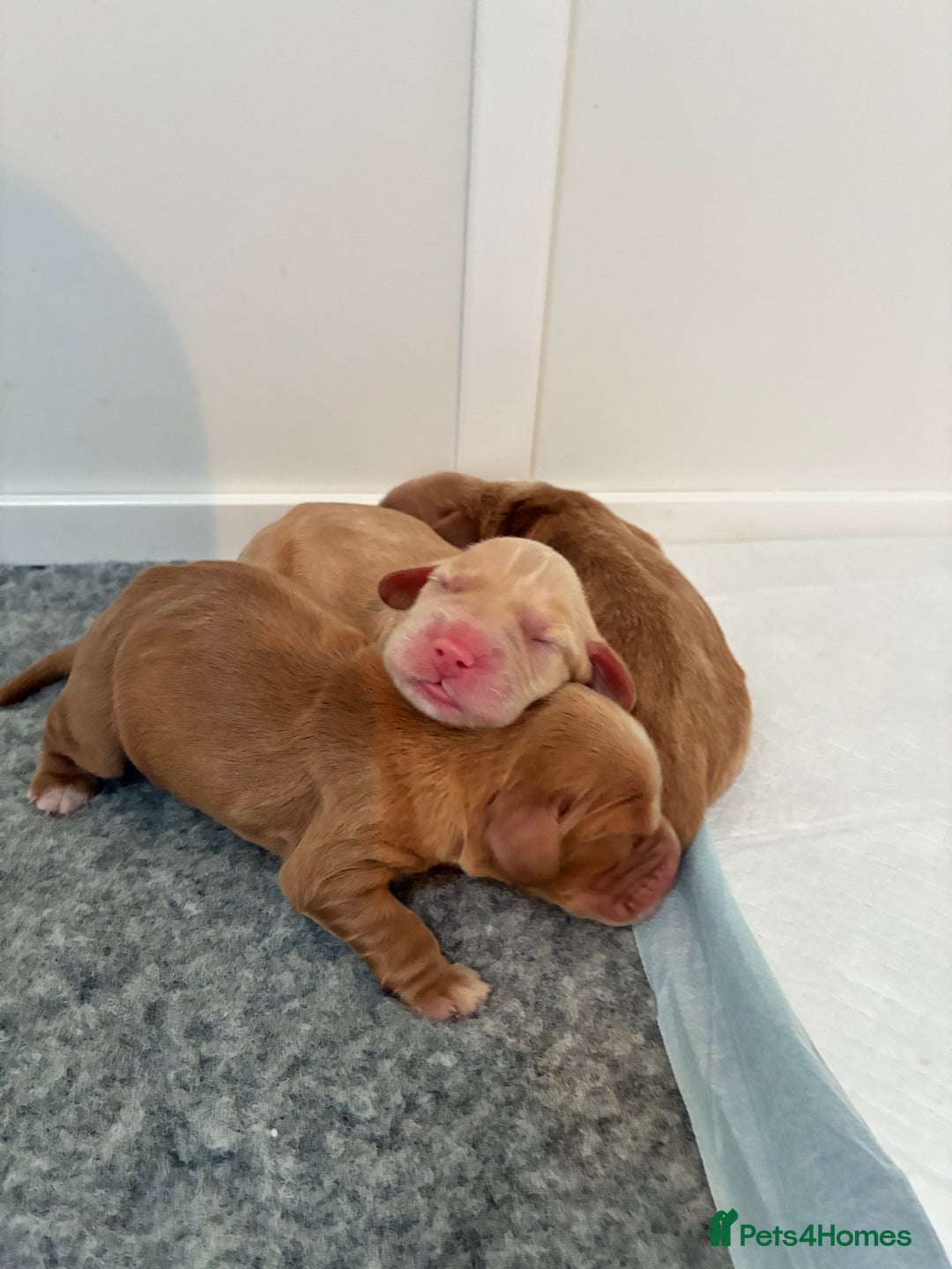 Cocker Spaniel dogs for sale: KC Registered and Vet checked Pups - Advert 3