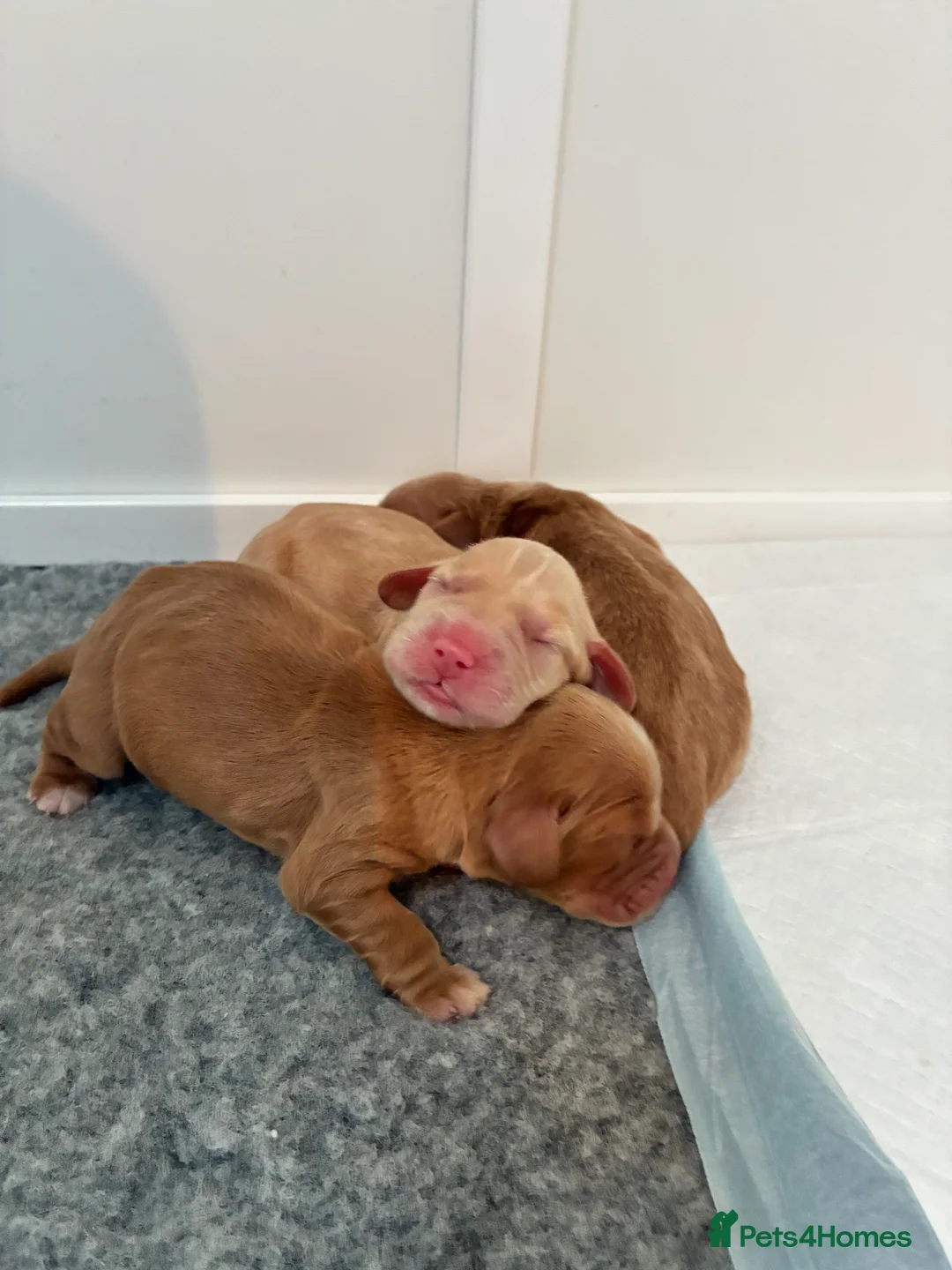 Cocker Spaniel dogs for sale: KC Registered and Vet checked Pups - Advert 22