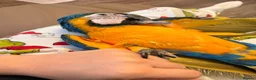 Macaws birds for sale: Chase  - Advert 1