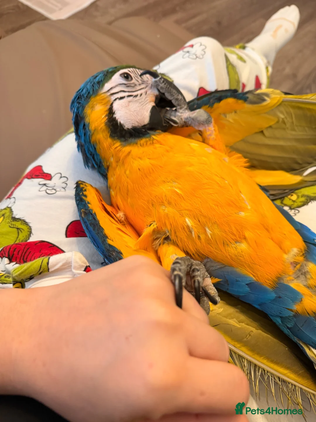 Macaws birds for sale: Chase  - Advert 1