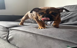 English Bulldog dogs for sale: English bulldog choc tan Merle puppy 🐶  - Image 5