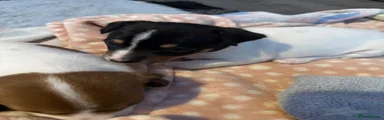 Jack Russell Puppy 1