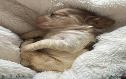 Cocker Spaniel dogs for sale: KC Show Cockers - 1 Girl , 3 Boys remaining! - Image 25