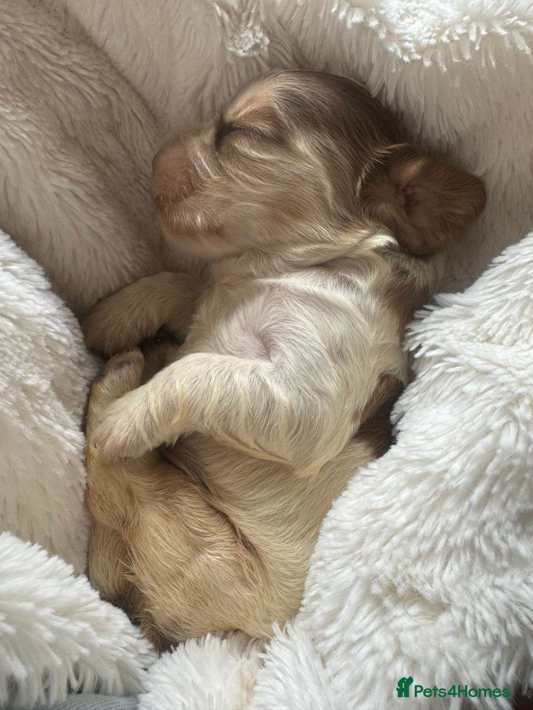 Cocker Spaniel dogs for sale: KC Show Cockers - 1 Girl , 3 Boys remaining! - Image 25
