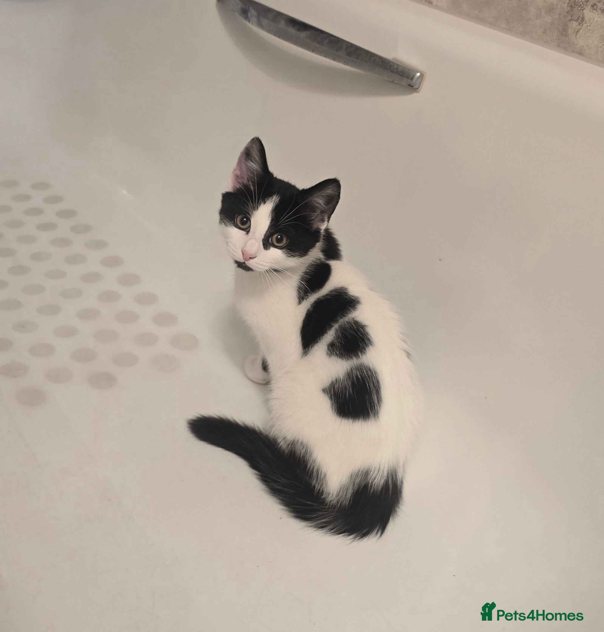 Turkish Angora cats 5 wonderful fur babies (4girls,1boy) - Advert 3