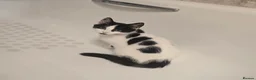 Turkish Angora cats for sale: 5 wonderful fur babies (4girls,1boy) - Advert 10