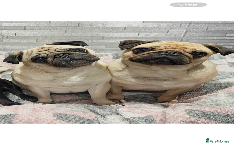 Pug dogs - Advert 13