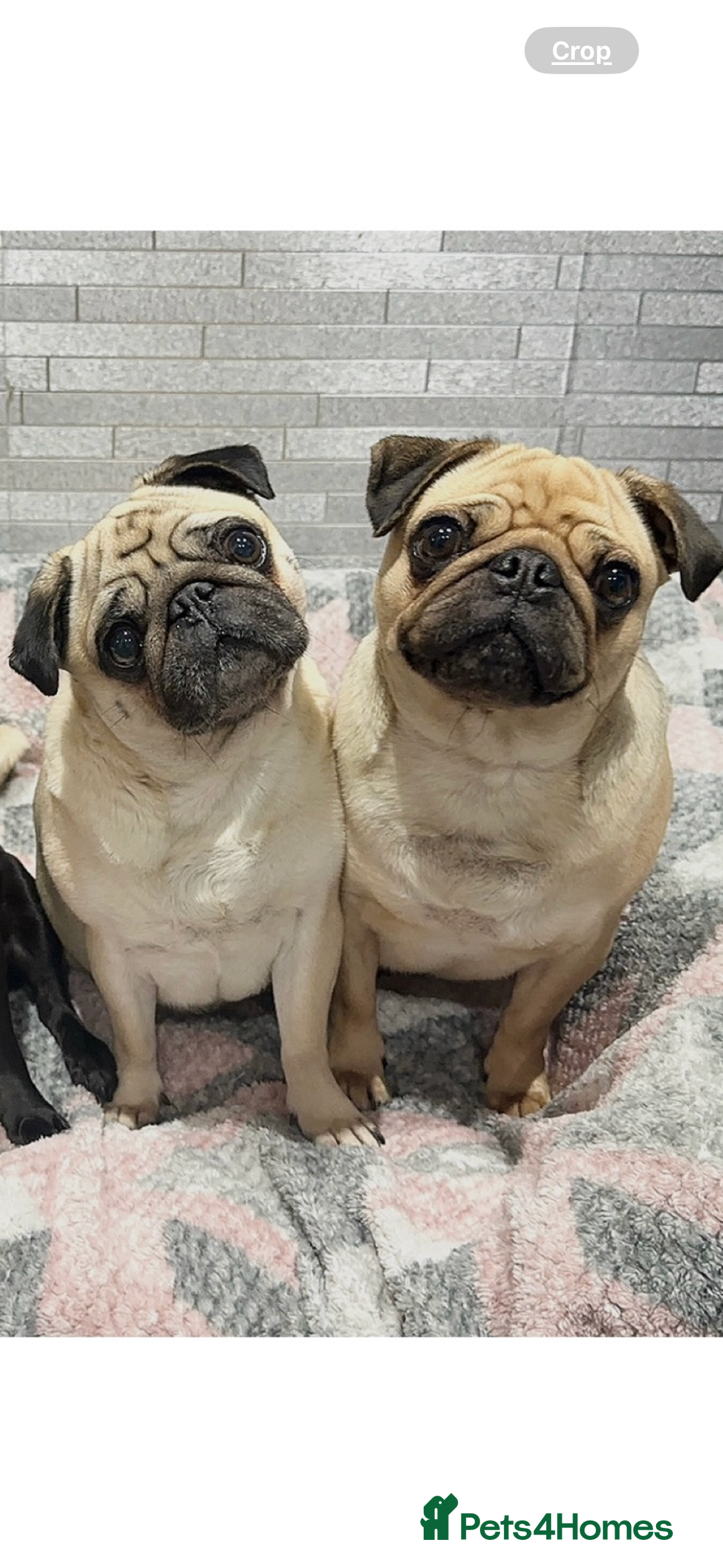 Pug dogs for sale: Female Pug For Rehoming  - Image 1