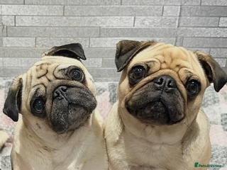 Pug dogs - Advert 1