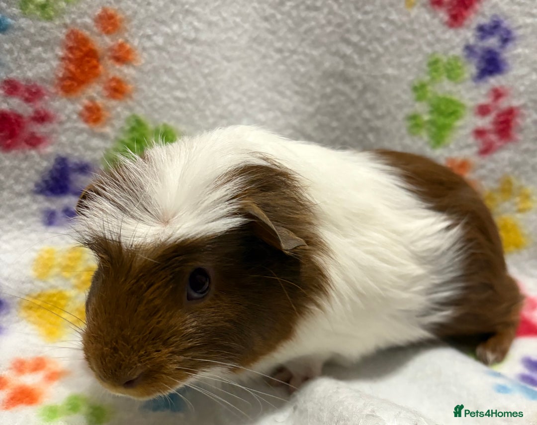 Guinea Pig rodents for sale: Guinea pigs for sale  - Image 7