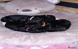 German Shepherd dogs for sale: Excellent Long-Haired German Shepherd Puppies. KC. - Image 5