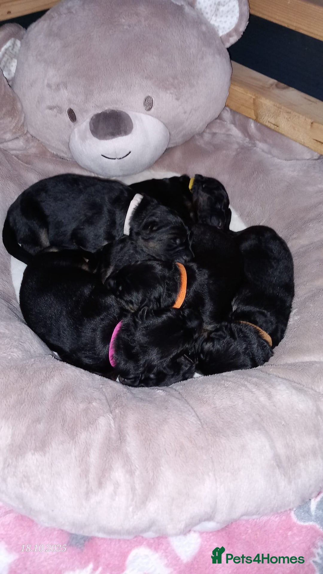 German Shepherd dogs for sale: Excellent Long-Haired German Shepherd Puppies. KC. - Image 5