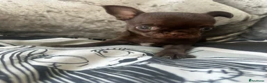 Chihuahua 4