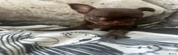 Chihuahua dogs for sale: Beautiful chihuahua puppies  - Advert 9