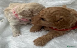 Cavapoo dogs for sale: Adorable Cavapoo Puppies - Parents Health Tested - Image 11