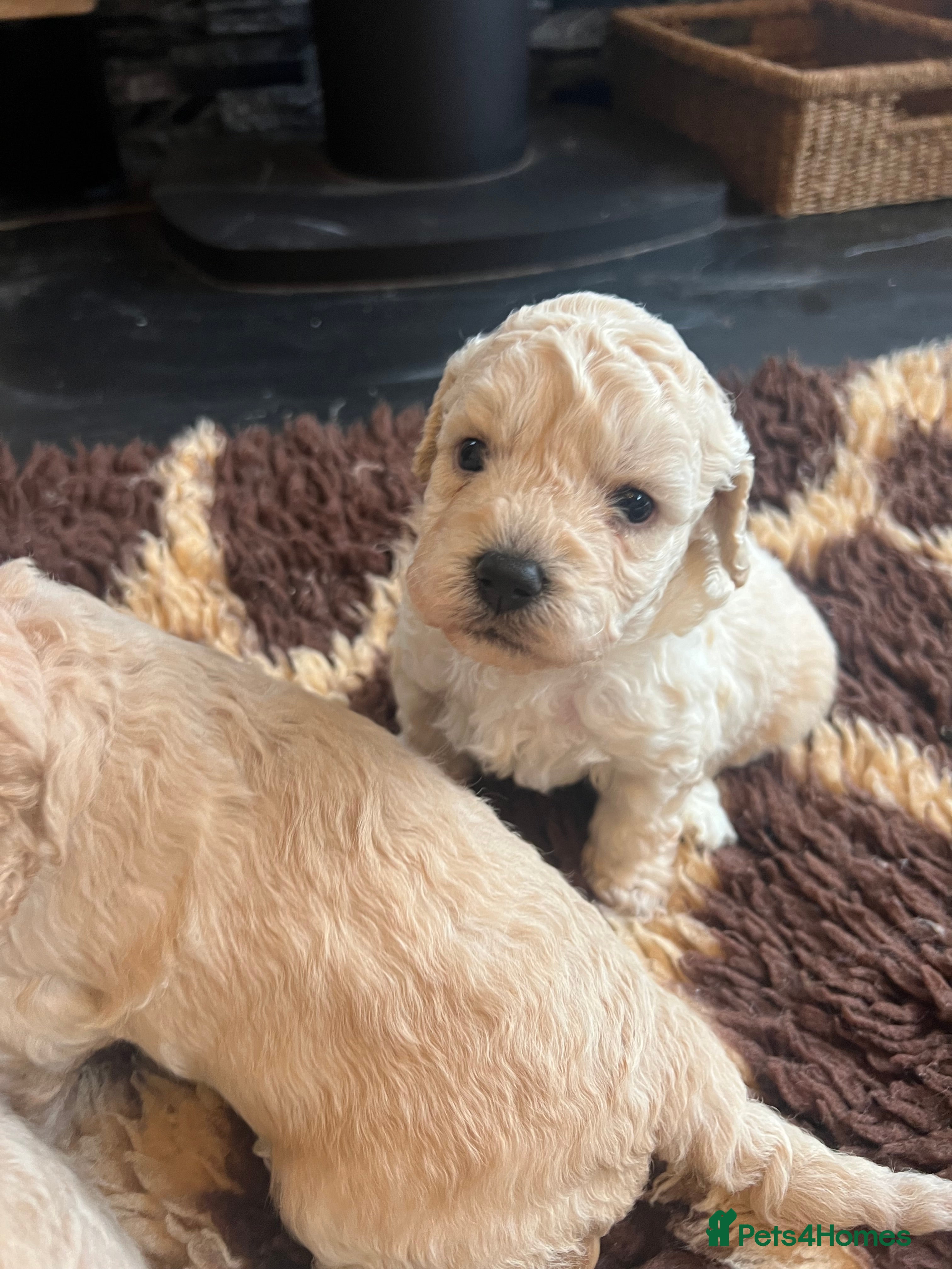 Cavapoochon dogs Cavapoochon puppies ready to reserve  - Advert 2