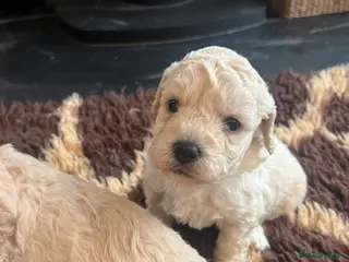 Cavapoochon dogs Cavapoochon puppies ready to reserve - Advert 2