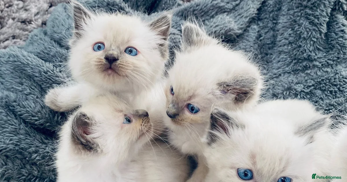 Kittens For Sale In Peterborough Peterborough Pets4Homes kittens-for-sale-in-peterborough-peterborough-pets4homes