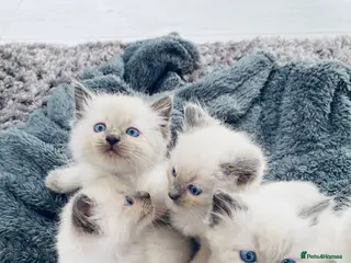 Ragdoll cats Bluepoint ragdoll kittens - Advert 11