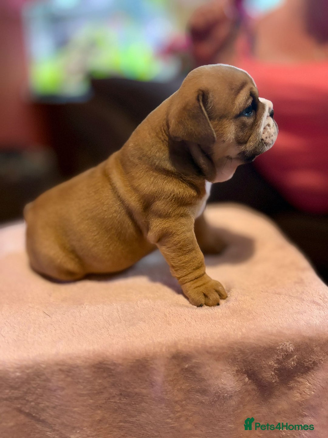 English Bulldog dogs for sale: 💙💗 exceptional English bulldog puppies 💗 💙  - Image 10