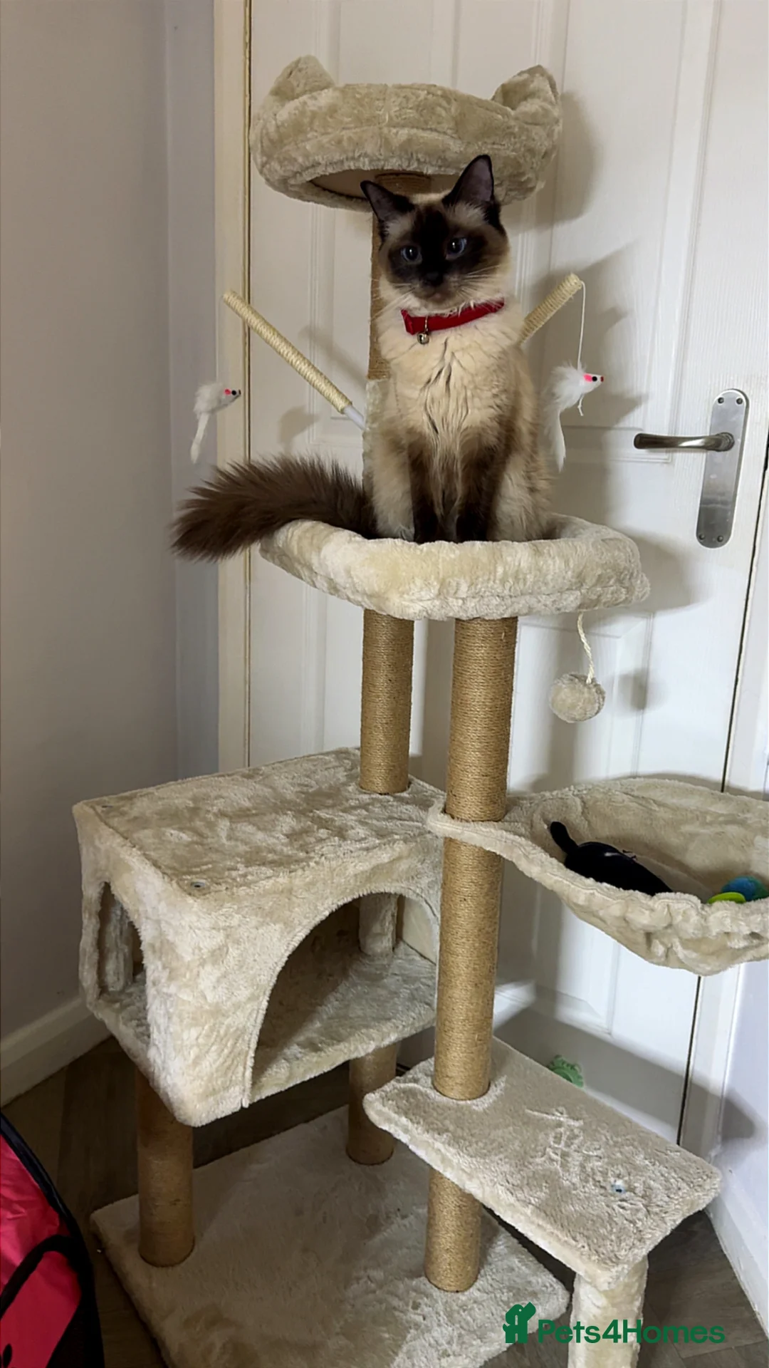 Ragdoll cats for sale: Gorgeous little girl 🐈 - Advert 1