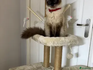 Ragdoll cats Gorgeous little girl 🐈 - Advert 1