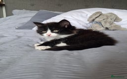 Ragdoll cats for sale: Gorgeous part ragdolls looking for loving homes! - Image 15