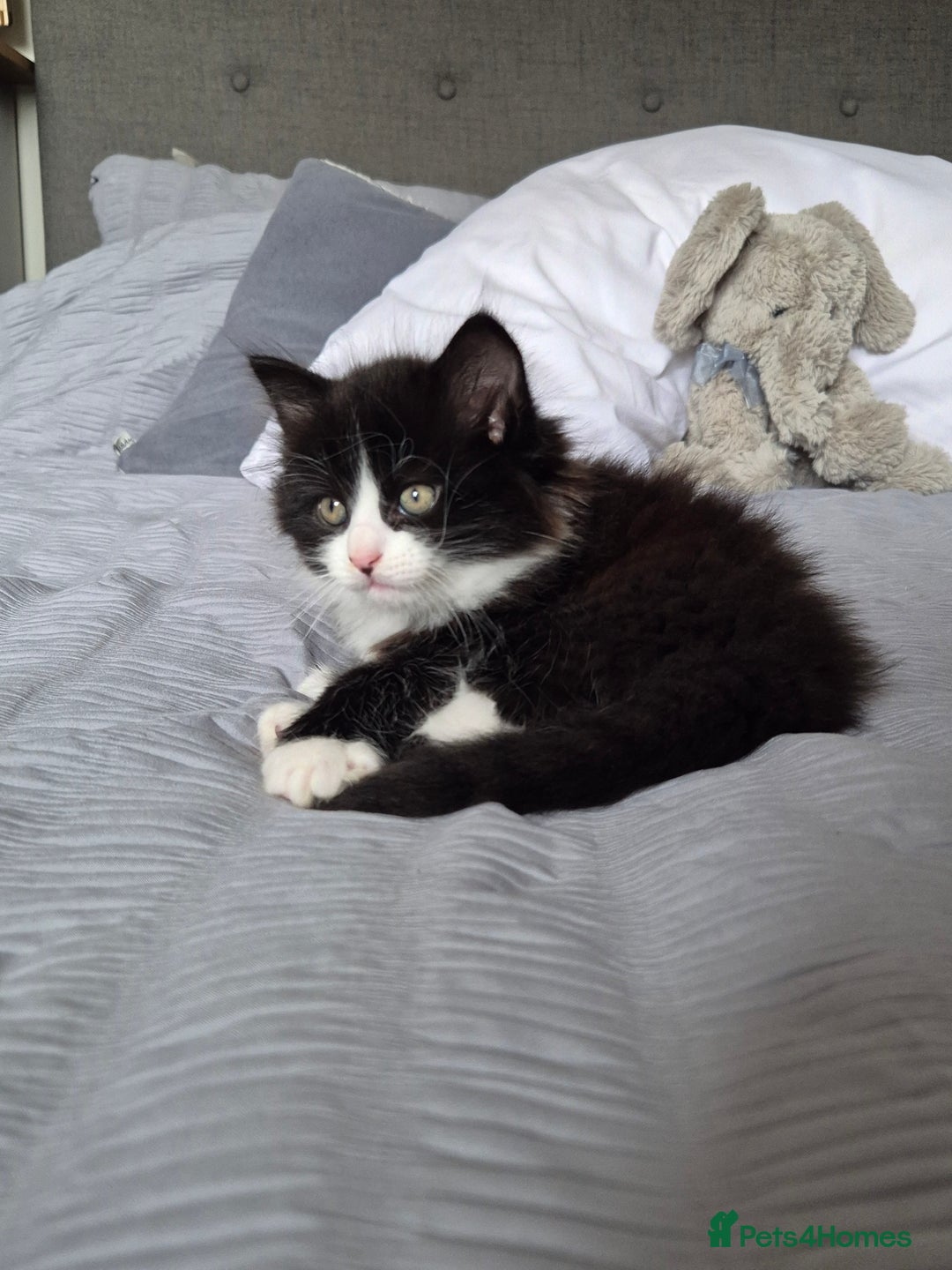 Ragdoll cats for sale: Gorgeous part ragdolls looking for loving homes! - Image 15