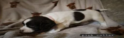 English Springer Spaniel dogs for sale: English Springer Spaniel Pups Working / House pets in Cleator Moor - Advert 18