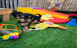Airedale Terrier dogs for sale: ⭐️⭐️FAMILY REARED KC AIREDALE PUPS⭐️⭐️ - Image 17