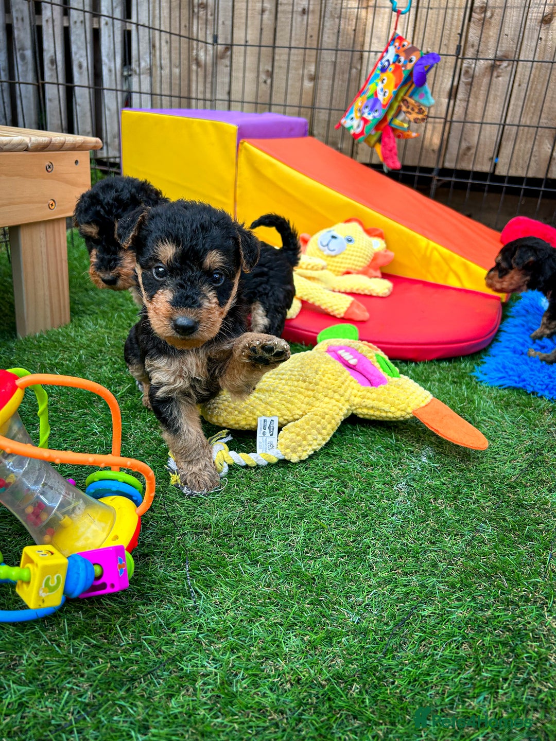 Airedale Terrier dogs for sale: ⭐️⭐️FAMILY REARED KC AIREDALE PUPS⭐️⭐️ - Image 17