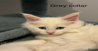 Maine Coon cats - Advert 4