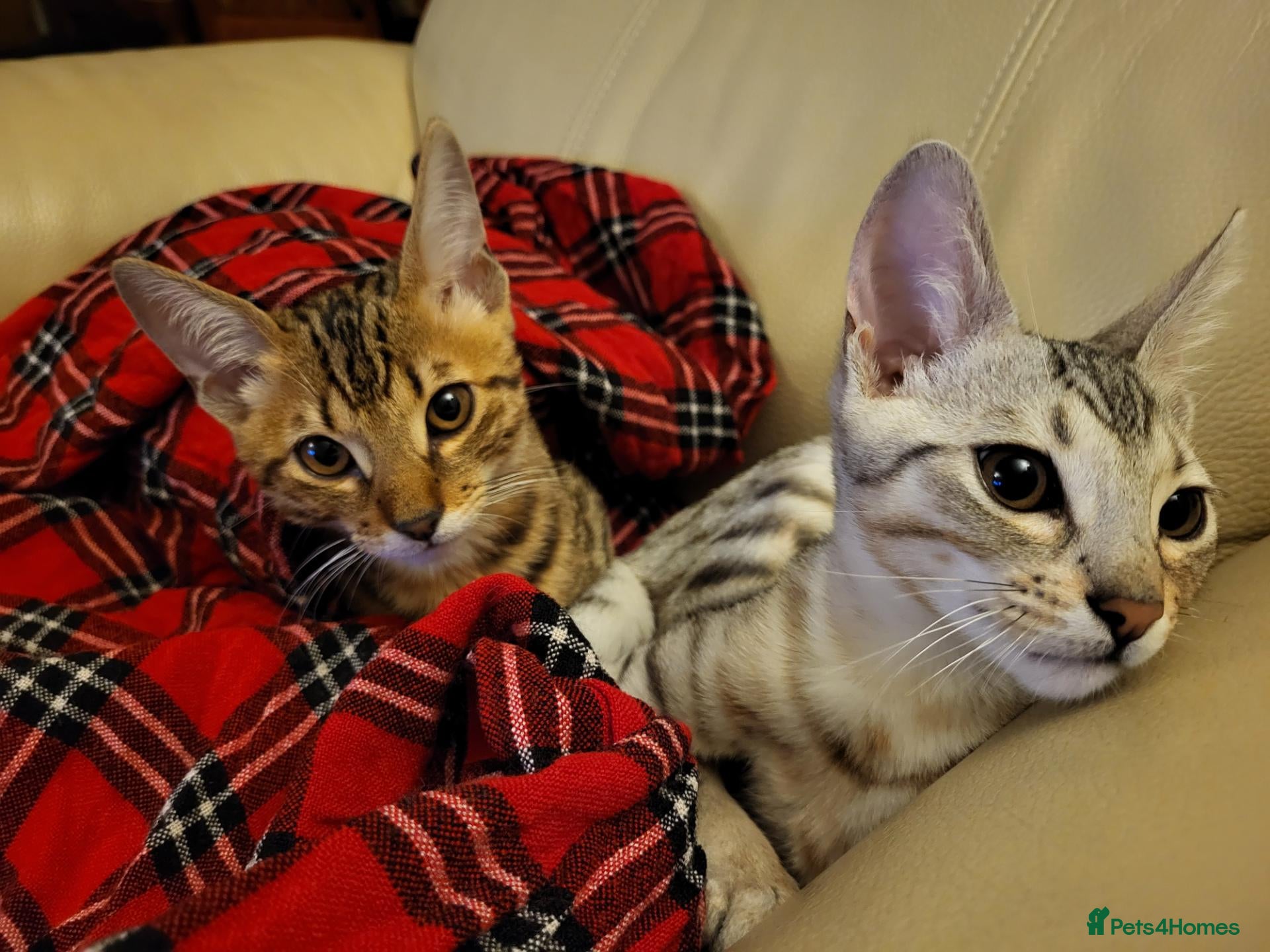 Mixed Breed cats for sale: Bengal and Savannah cross breed - Advert 18