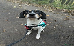 Mixed Breed dogs for adoption: Hutch is ready to find his forever family! - Image 3