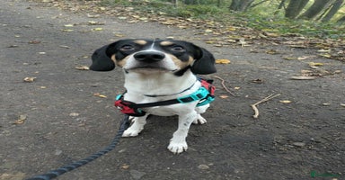 Mixed Breed dogs - Advert 12