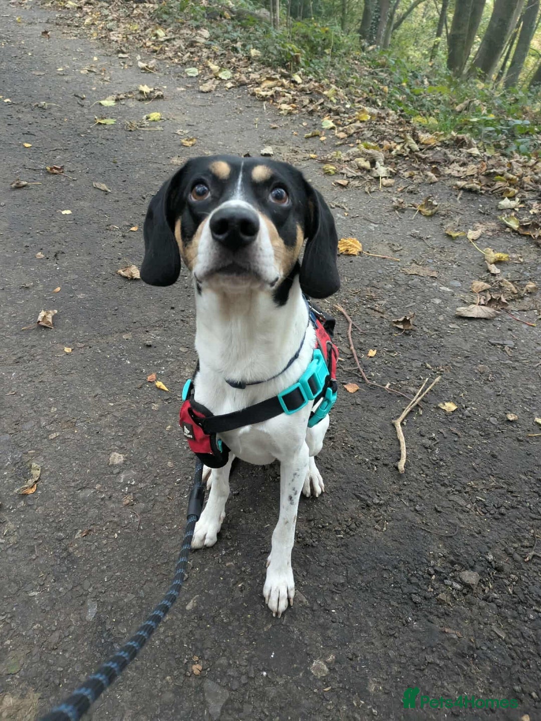 Mixed Breed dogs for adoption: Hutch is ready to find his forever family! - Image 3