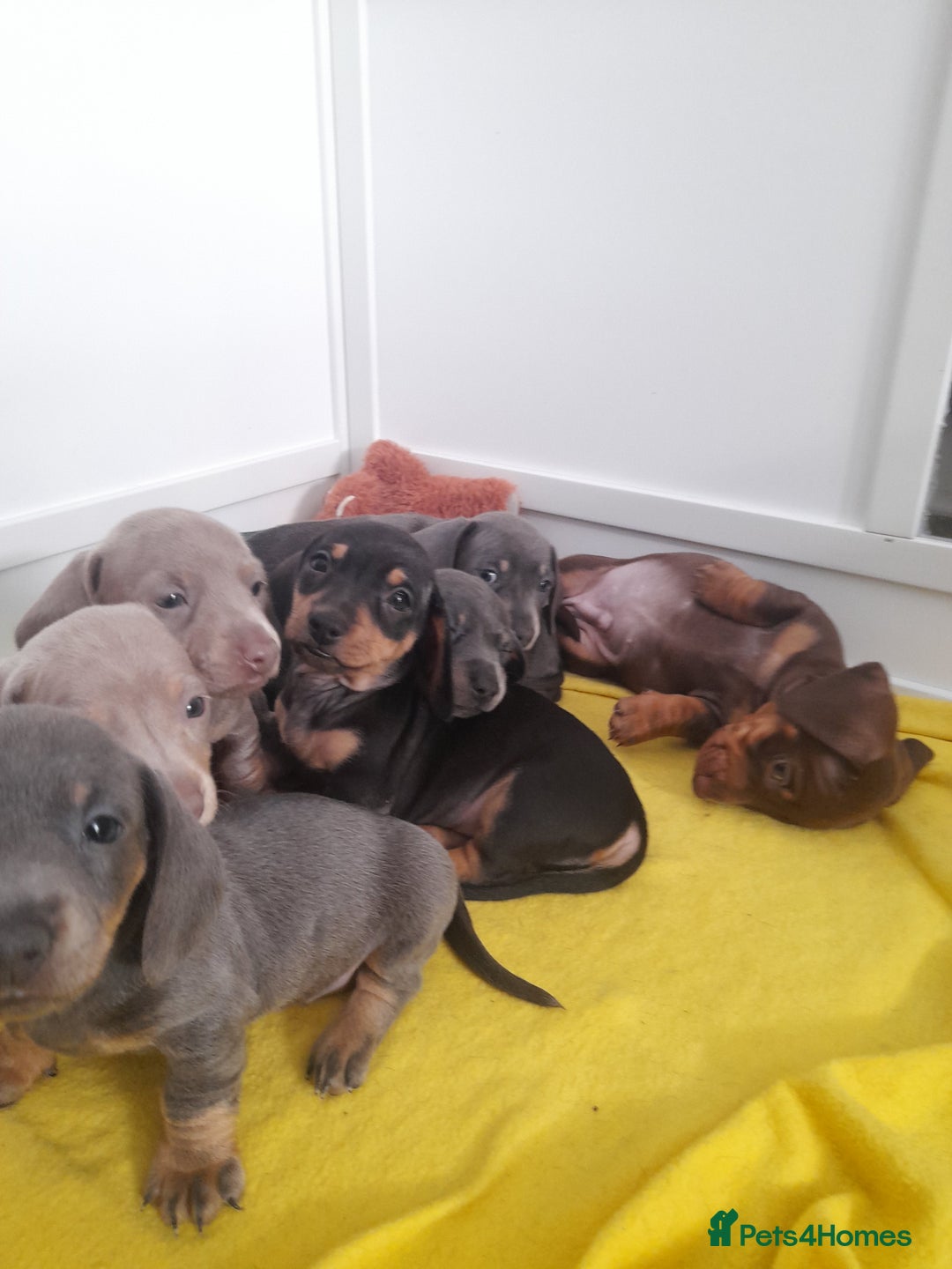 Miniature Dachshund dogs for sale: 4 x miniature dachshund pups left - Image 11