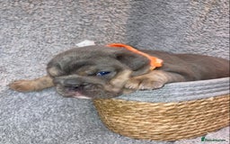 Old Tyme Bulldog dogs for sale: New English bulldogs available  - Image 5