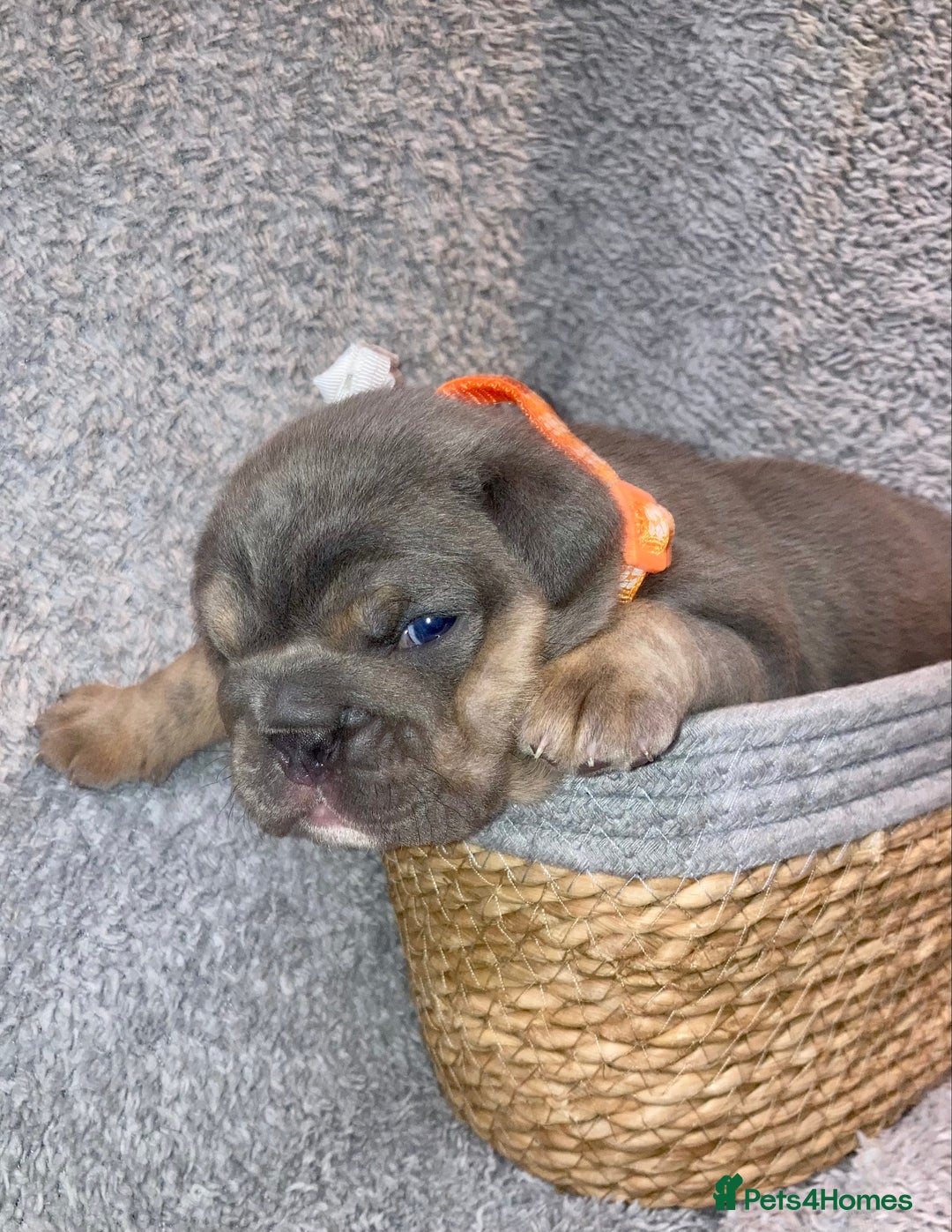 Old Tyme Bulldog dogs for sale: New English bulldogs available  - Image 5