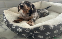 Miniature Dachshund dogs for sale: Miniature dachshund  - Image 9