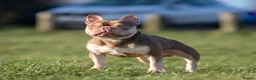 French Bulldog dogs for sale: Rojo and tan - Advert 7