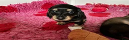 Miniature Dachshund dogs for sale: Brothers & sisters  to Crufts Best Puppy Dog 2025 - Advert 13